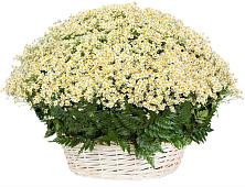 Цветочная композиция из Ромашки в корзине #REPLACE_PRED# Оредеж